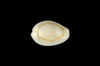 藏品(金環寶螺)的圖片